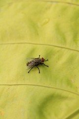 flies on the leaves