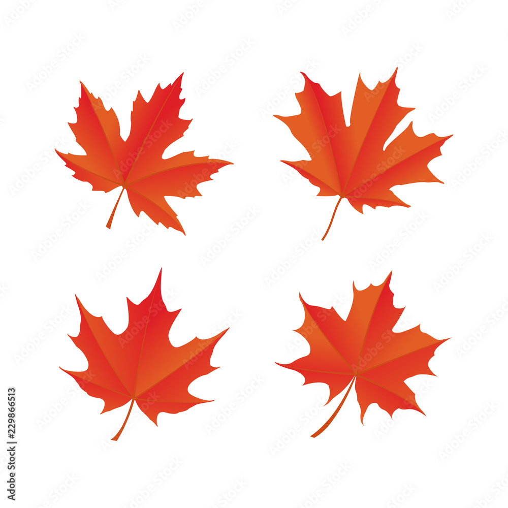 Canvas Prints maple leaf logo icon design template vector
