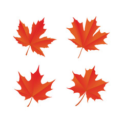 maple leaf logo icon design template vector