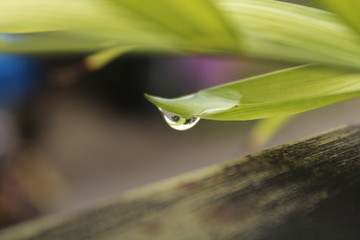 drop water on leaf