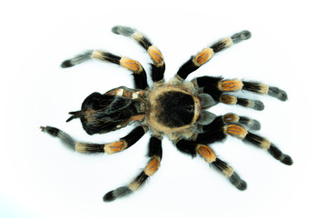 Brachypelma smithi Haut von oben