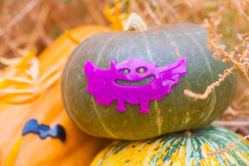 halloween pumpkins fall leaves colorful bats outdoors