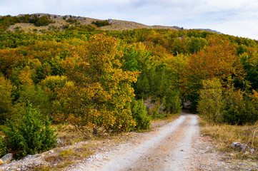 Fototapeta premium Amazing golden autumn colors in the forest path track. Autumn Collection.