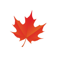 maple leaf logo icon design template vector