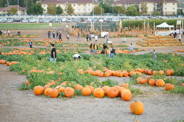 Pumpkin Patch