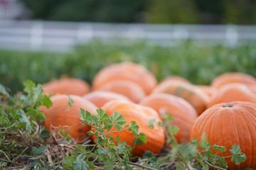 Pumkin patch