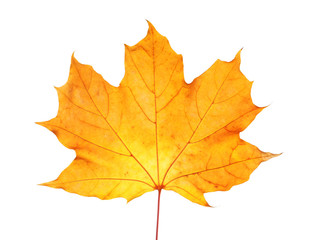 Beautiful autumn leaf on white background. Fall foliage