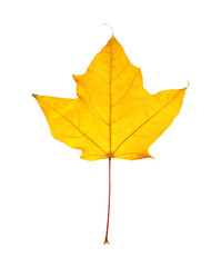 Beautiful autumn leaf on white background. Fall foliage