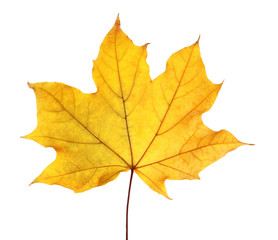 Naklejka na ściany i meble Beautiful autumn leaf on white background. Fall foliage