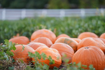 Pumpkins