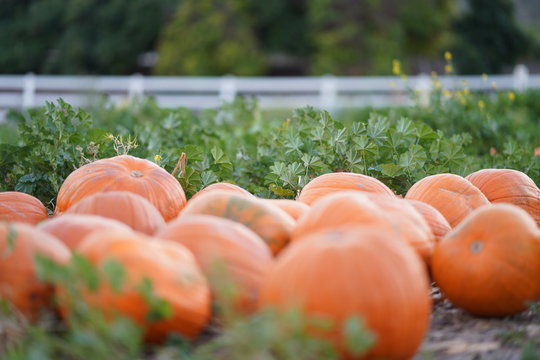 pumpkins