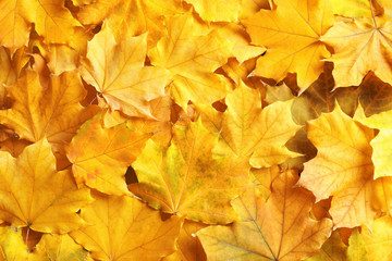 Naklejka na ściany i meble Many autumn leaves as background, top view