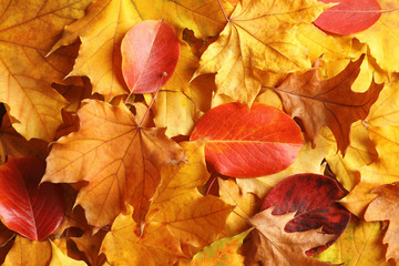 Many autumn leaves as background, top view