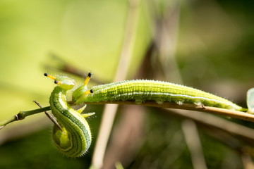 Obraz premium closeup, couple of caterpillar on the green bamboo branch