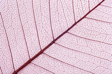 Naklejka na ściany i meble Closeup view of beautiful decorative skeleton leaf