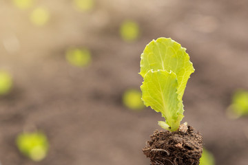 closeup of young seedling, on the background of a field with plants, concept,