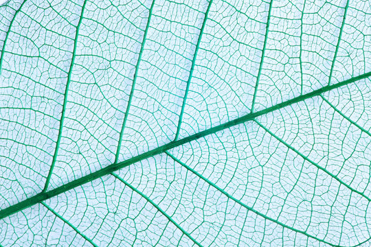 Closeup view of beautiful decorative skeleton leaf © New Africa