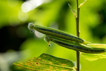closeup, couple of caterpillar on the green bamboo branch