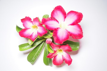 Azalea flowers From the adenium. Is on a white background.