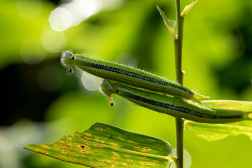 closeup, couple of caterpillar on the green bamboo branch