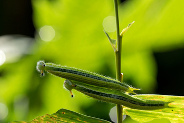 closeup, couple of caterpillar on the green bamboo branch