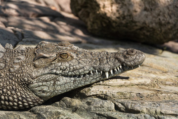 Nile crocodile or alligator lies on the warm stones