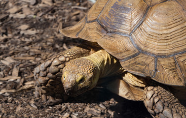 Old giant tortoise on mulch background
