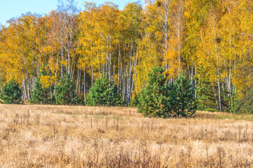 Autumn forest nature. Vivid morning in colorful forest with sun rays through branches of trees. Scenery of nature with sunlight.