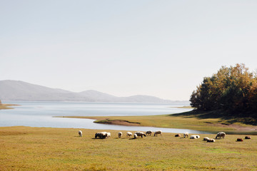 mountain sheep lake farming