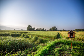 Obraz premium The foggy mountain background, morning light, paddy rice field, intimate nature wallpaper, beautiful natural scenery, colorful seasonal changes.