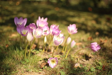 Fototapeta premium Blurred Spring background with Blooming Crocus imperati.
