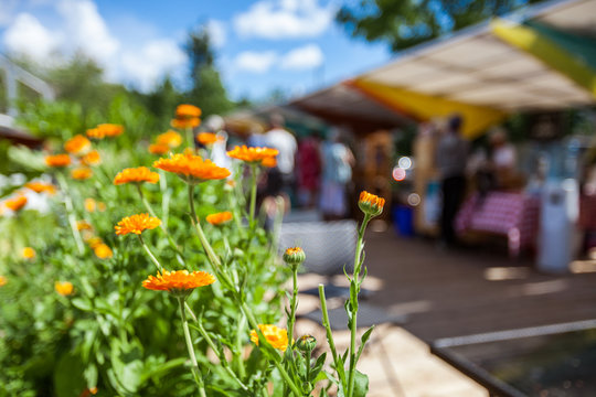 Orange flowers at the farmer's market with blurry people and food stalls in the background - 1/2 - Closeup picture with vibrant colors, taken outside in a french canadian farmer's market