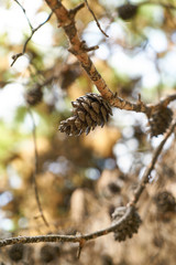 Pine Cone Background