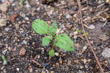 young plant in soil