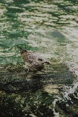 seagull on stone in Venetian canals