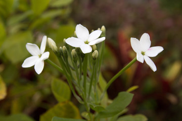 Obraz na płótnie Canvas Jasmine flowers