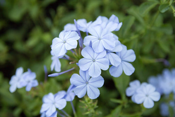 A gilliflower or gillyflower