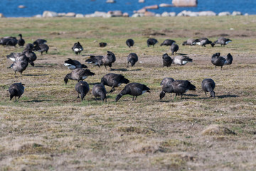 Flock with migrating Brent Geese