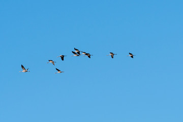 Migrating cranes flying in a line