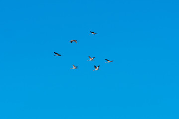 Group with migrating cranes
