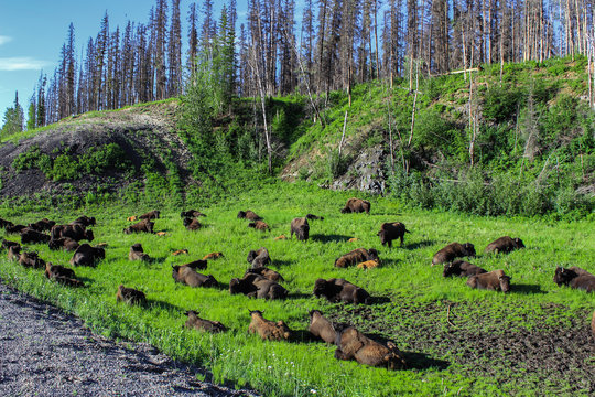 Wild buffalo herd on the side of a gravel road in northern Alberta - Wide angle picture from the very remote area of High Level, Alberta