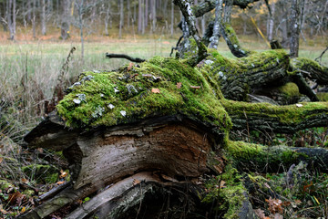 Old moss covered fallen tree. Horizontal image.