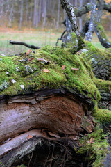Old moss covered fallen tree. Vertical image.