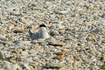 tern on a rock
