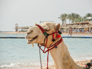 Egypt: a white camel on the beach for the entertainment of vacationers