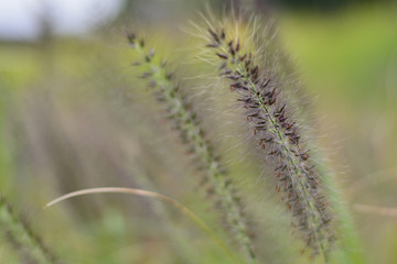 autumn setaria