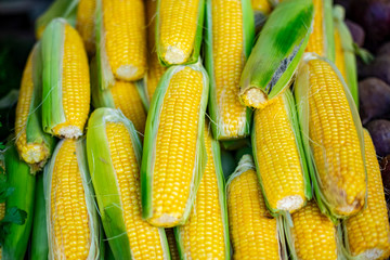 Fresh corn on the store counter