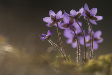 hepatica flowers in spring