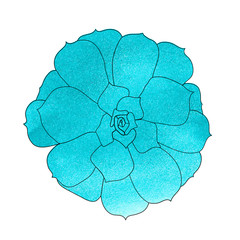 Succulent plant (echeveria), watercolor top view. Hand drawn vector illustration. .