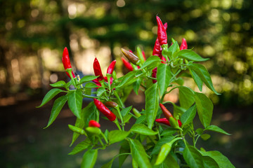 Red chili plant pictured with blurry green background - 2/2 - Pictured outdoors at the sunset with a macro lens